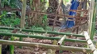 Kandang kambing 100%dari bahan bambu
