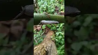likes wet areas