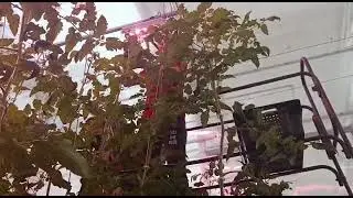 овощи