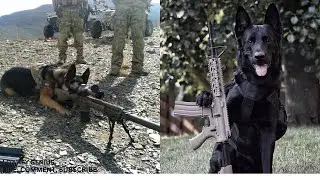 Top 10 Incredible military dogs and their heroic story of sacrifice.
