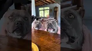 Filé Mignon com Aspargos e Laranja - Nossa rotina #americanbully
