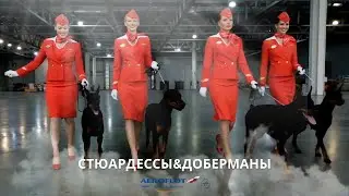 Стюардессы и доберманы