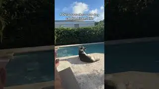 Boogie balling
