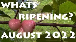 What's Ripening? August 2022
