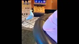 The Theft Bird | Bird Stealing Chocolate From Shop