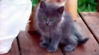 Kotuwa 138 (Madahasa Pana Cat Version) - Centigradz