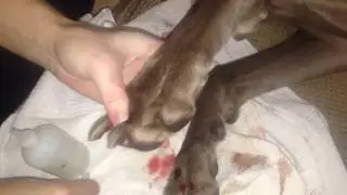 Healing Cut Pads