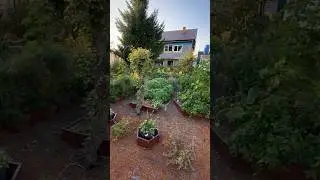 Маленькими шагами к порядку на огороде #дачасадогород #огород #garden #грядки #грядкивпорядке