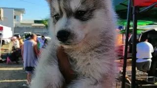 Murang Husky sa Bocaue Pet Market | Masterjay PH
