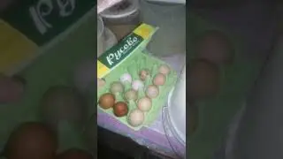 Дела не заканчиваются./Возвращаю рацион курам./Рассадка птицы-для чего?