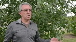 TREE Video 3: Identifying Trembling Aspen