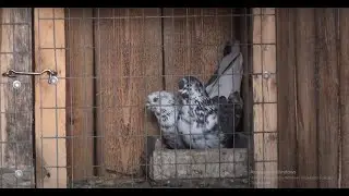 Which pigeons are more valuable?