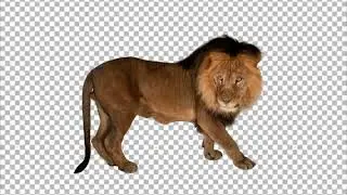 Lion Transparent PNG