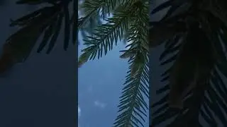 май небо одуванчики