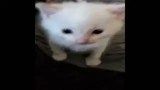 hi herbert but herbert goes boom