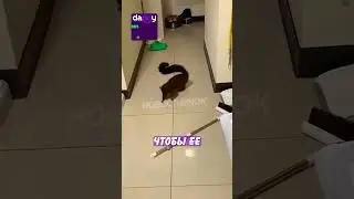 Хитрая белка хотела обмануть хозяйку, но та всё засняла!