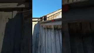 Ну что это за Хаски ,опять загнал кота на крышу.