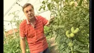 Как спасти помидоры от фитофторы