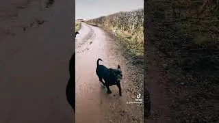 walks with mason