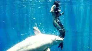 8 Animale Incredibile Care Si-au Salvat Stapanii