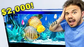$2,000 Fish Tank Makeover!!