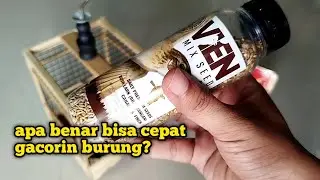 SEUMUR2 BARU SEKALI, BELI PAKAN BURUNG SEMAHAL INI😁‼️