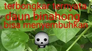 manfaat daun binahong untuk kesehatan