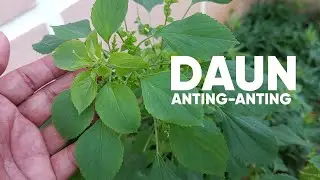 ASAM URAT HINGGA DIARE, TUNTASKAN DENGAN DAUN ANTING-ANTING
