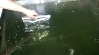 Как разрушается фольга в большой ванне под  действием ультразвука