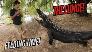 Gators Galore in Colorado Feeding Frenzy!