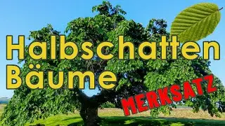 Halbschattenbäume nennen - Jägerprüfung Merksatz