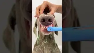 МЫ ОТПРАВИЛИ ОСКАРА НА СПА-ПРОЦЕДУРЫ 😱 