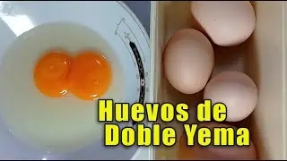 HUEVOS DE DOBLE YEMA - COMO SE PRODUCEN