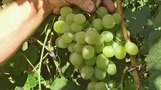 Svetlana grapes - white grapes, review Yakushenko VE