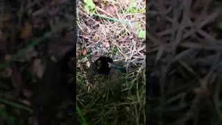 Дыра в осиный бункер 🐝