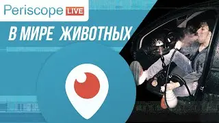 PERISCOPE LIVE. В МИРЕ ЖИВОТНЫХ