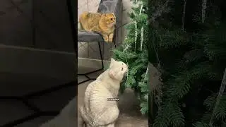 An unexpected meeting