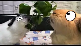 Parsley is a useful green