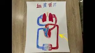 血液循环 - 黄歆爱 5S