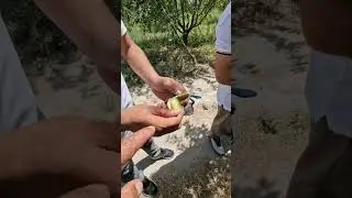 Супер боғи писта дар ноҳияи Восе. Бодомпарвар Хайридин.
