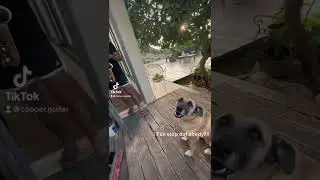 Our dog HATES saxophone 🎷
