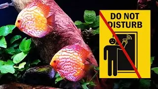 Pigeon Blood Discus Overture