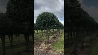 Принимая природное искусство с потрясающей зонтичной красотой боярышника зонтичной формы Green Space