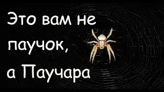 Unidentified Massive Australian Spider