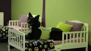 Yuppy Puppy: Dog Day Care, Boarding, Grooming, Training