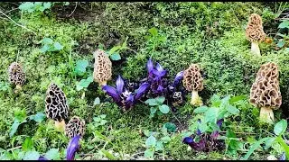 Morchella Fluvialis Marzo 2019