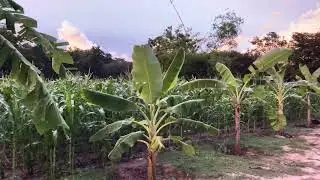 Corn tree view