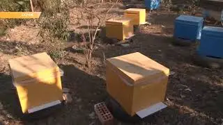 Программа "Будь в курсе". Наша пасека