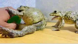 Warriors frogs vs my finger 🤣 funny frogs 