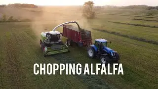 Chopping 400 acres of Alfalfa